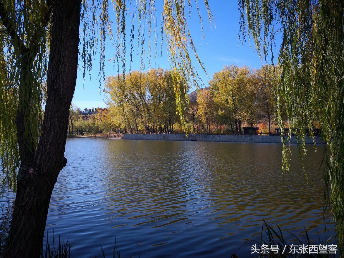 七绝碧水垂柳,垂柳诗句七绝