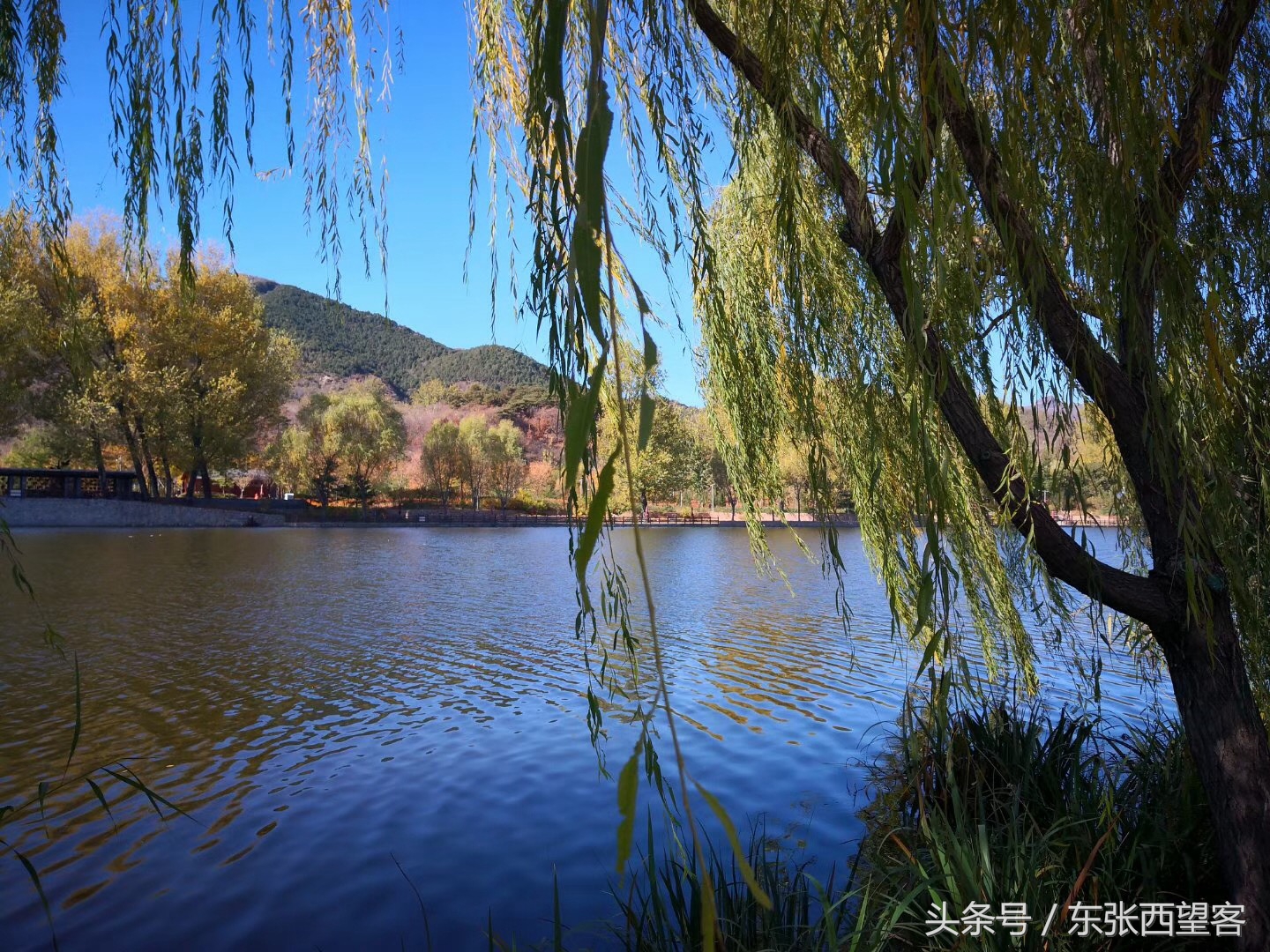 七绝碧水垂柳,垂柳诗句七绝