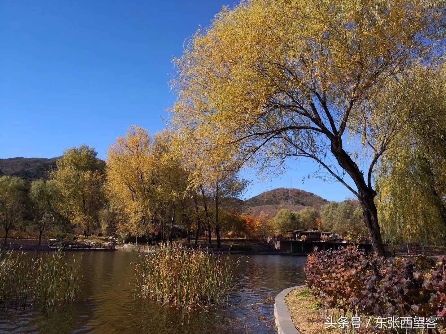 七绝碧水垂柳,垂柳诗句七绝