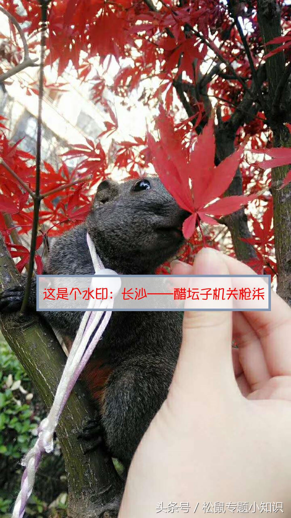 被小松鼠咬破皮要不要打针,让小松鼠咬了咋办