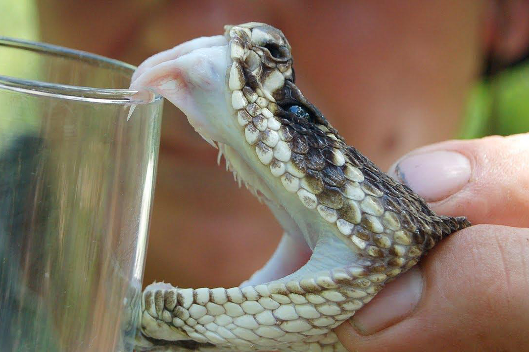 把毒蛇的毒注入了毒蛇的身体里,毒蛇能把毒液注入体内吗