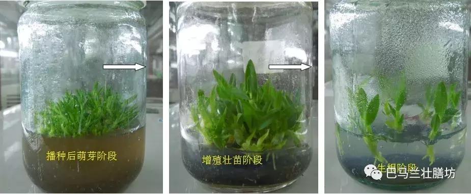 道地药材广西产的什么最好,广西传统道地药材