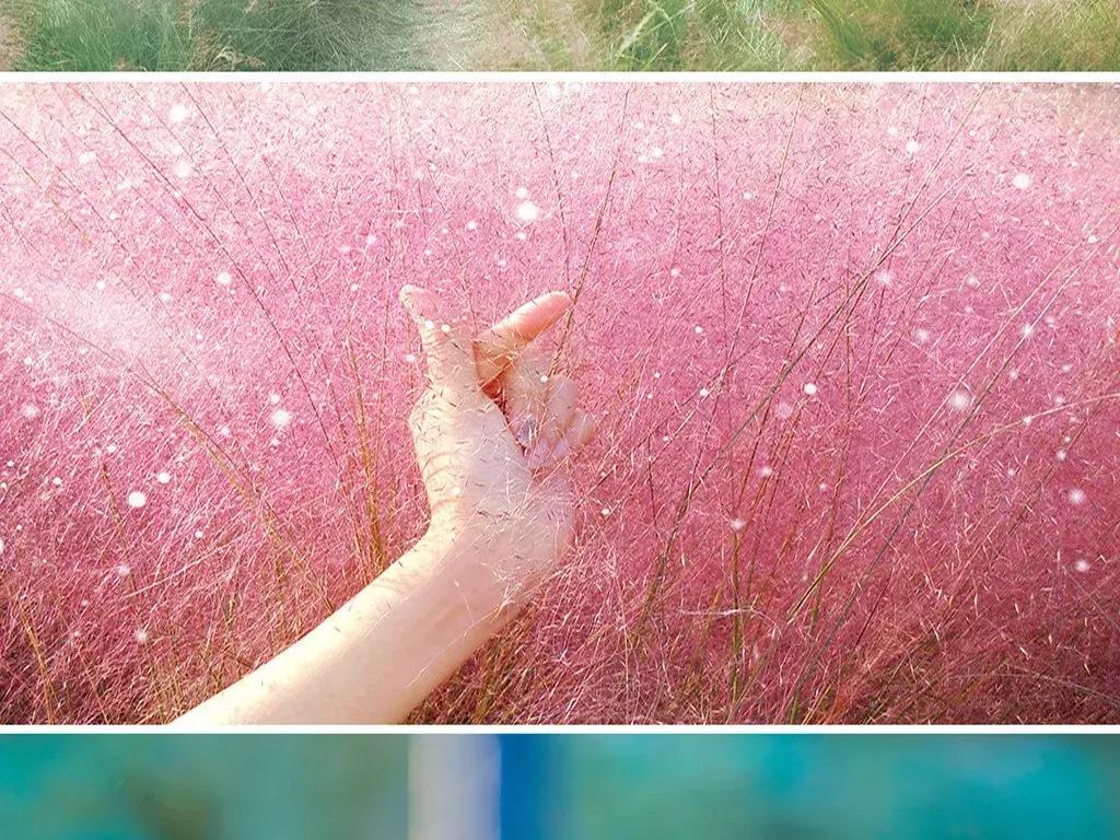 网红草的拍摄视频,最美网红草