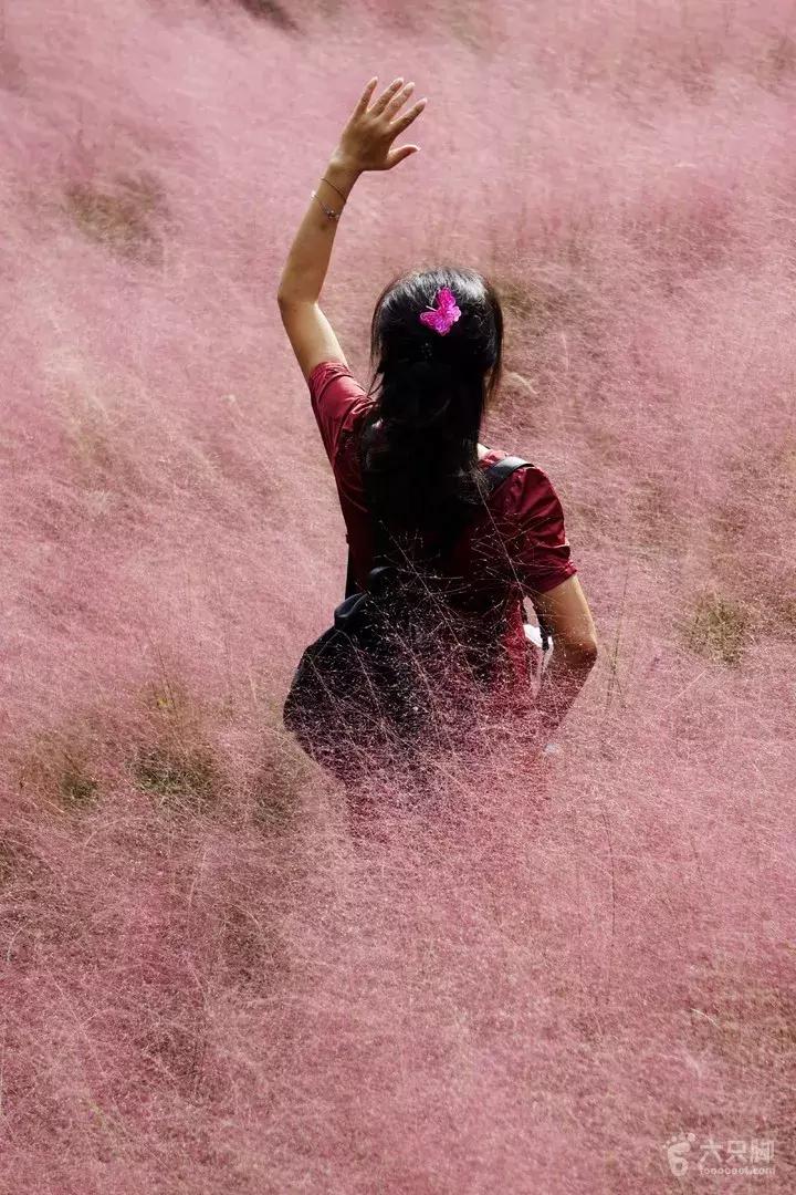 网红草的拍摄视频,最美网红草