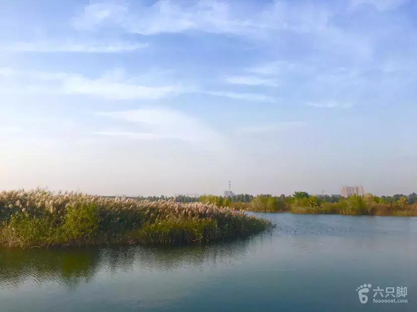 网红草的拍摄视频,最美网红草