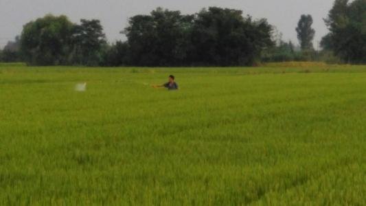 麦田里的守望者原创视频,麦田里的守望者创作的原声