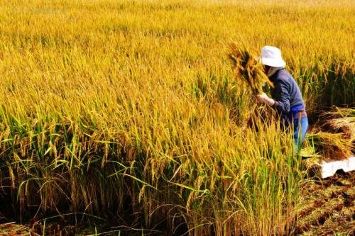 麦田里的守望者原创视频,麦田里的守望者创作的原声