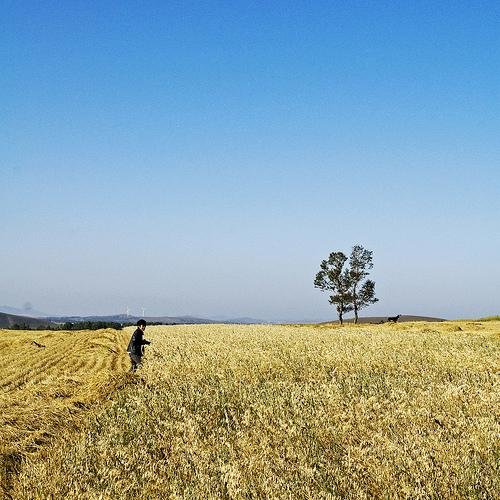 麦田里的守望者原创视频,麦田里的守望者创作的原声