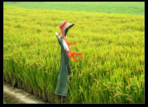 麦田里的守望者原创视频,麦田里的守望者创作的原声