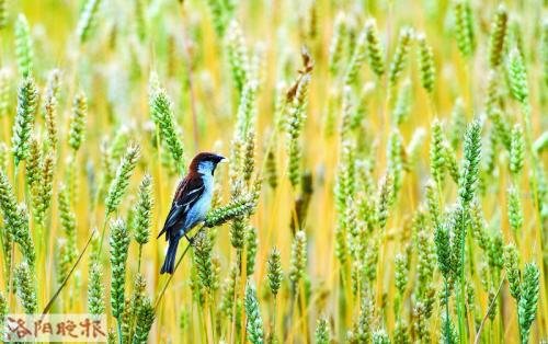 麦田里的守望者原创视频,麦田里的守望者创作的原声