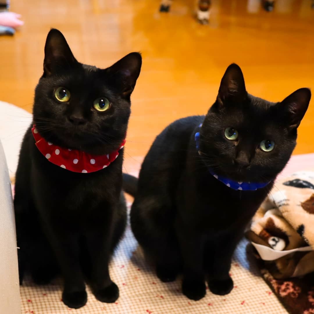 养猫要有哪些经验和技巧,养猫必须要知道的常识都有哪些