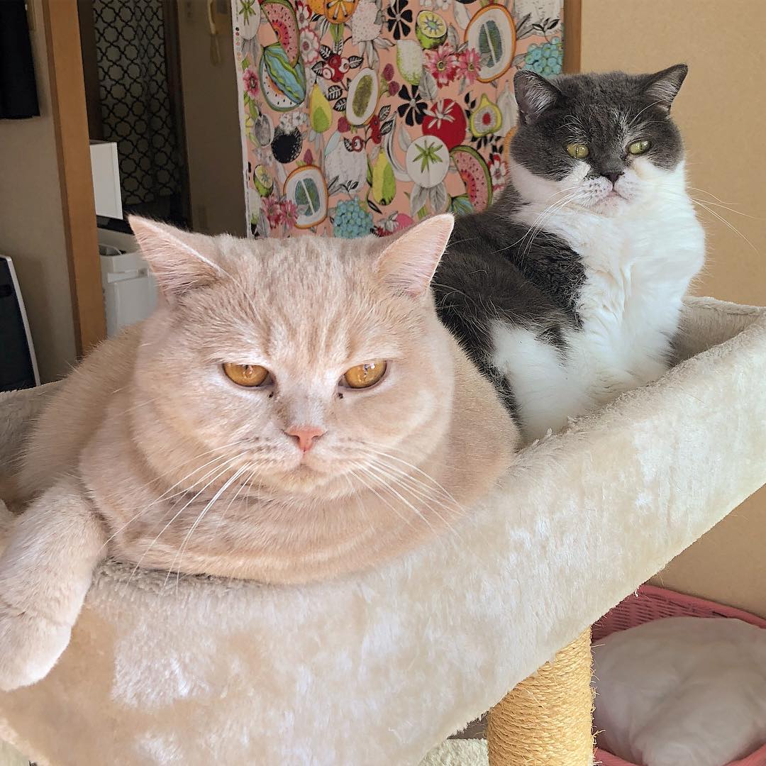 养猫要有哪些经验和技巧,养猫必须要知道的常识都有哪些