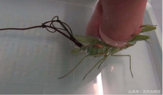 螳螂体内铁线虫出来后螳螂会死吗,螳螂为什么是虫子的天敌