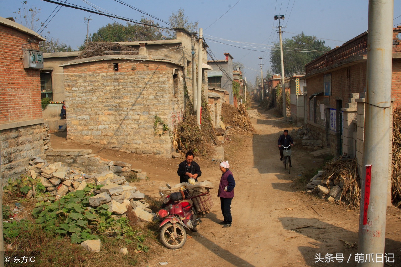 养狗是养哈士奇好还是养萨摩耶好,农村养狗也要当宠物养吗
