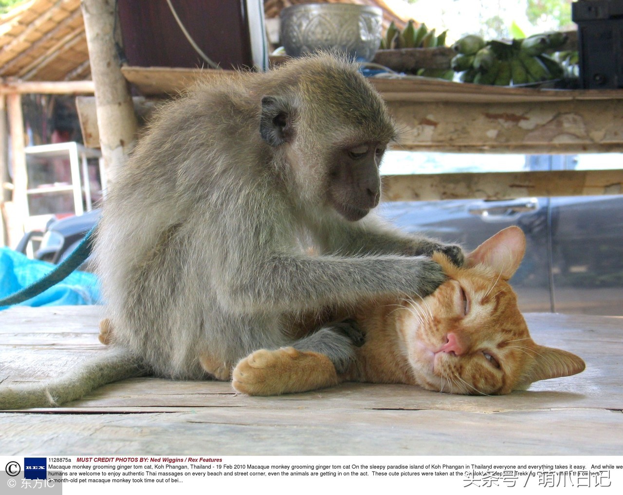 养狗是养哈士奇好还是养萨摩耶好,农村养狗也要当宠物养吗