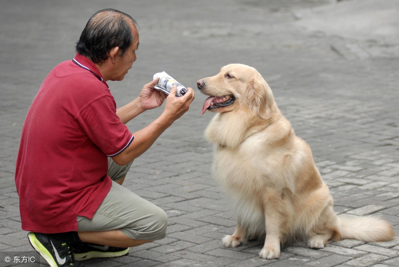 给泰迪投喂,给泰迪怎么喂胡萝卜