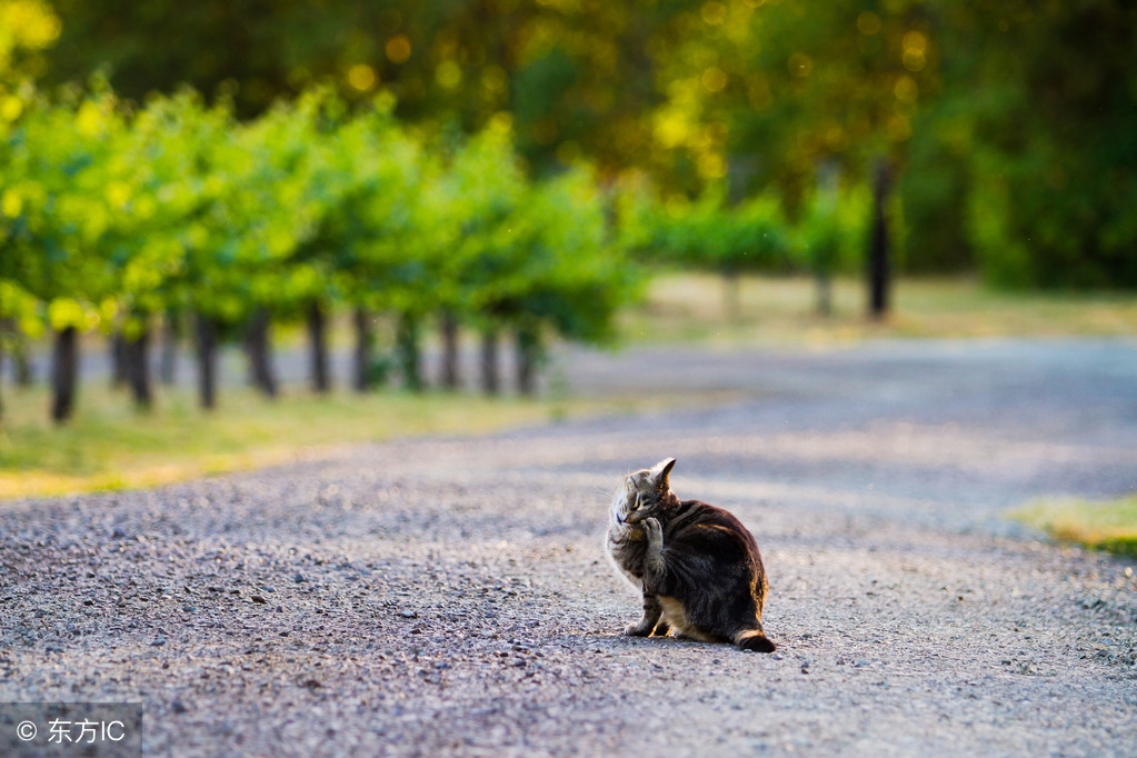 给泰迪投喂,给泰迪怎么喂胡萝卜