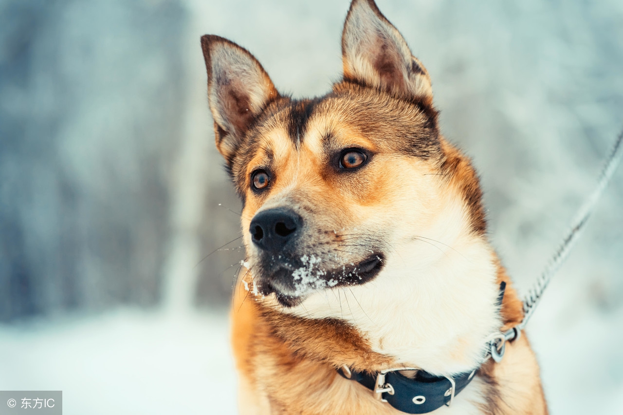藏獒在家照顾小主人视频,如何照顾宠物犬