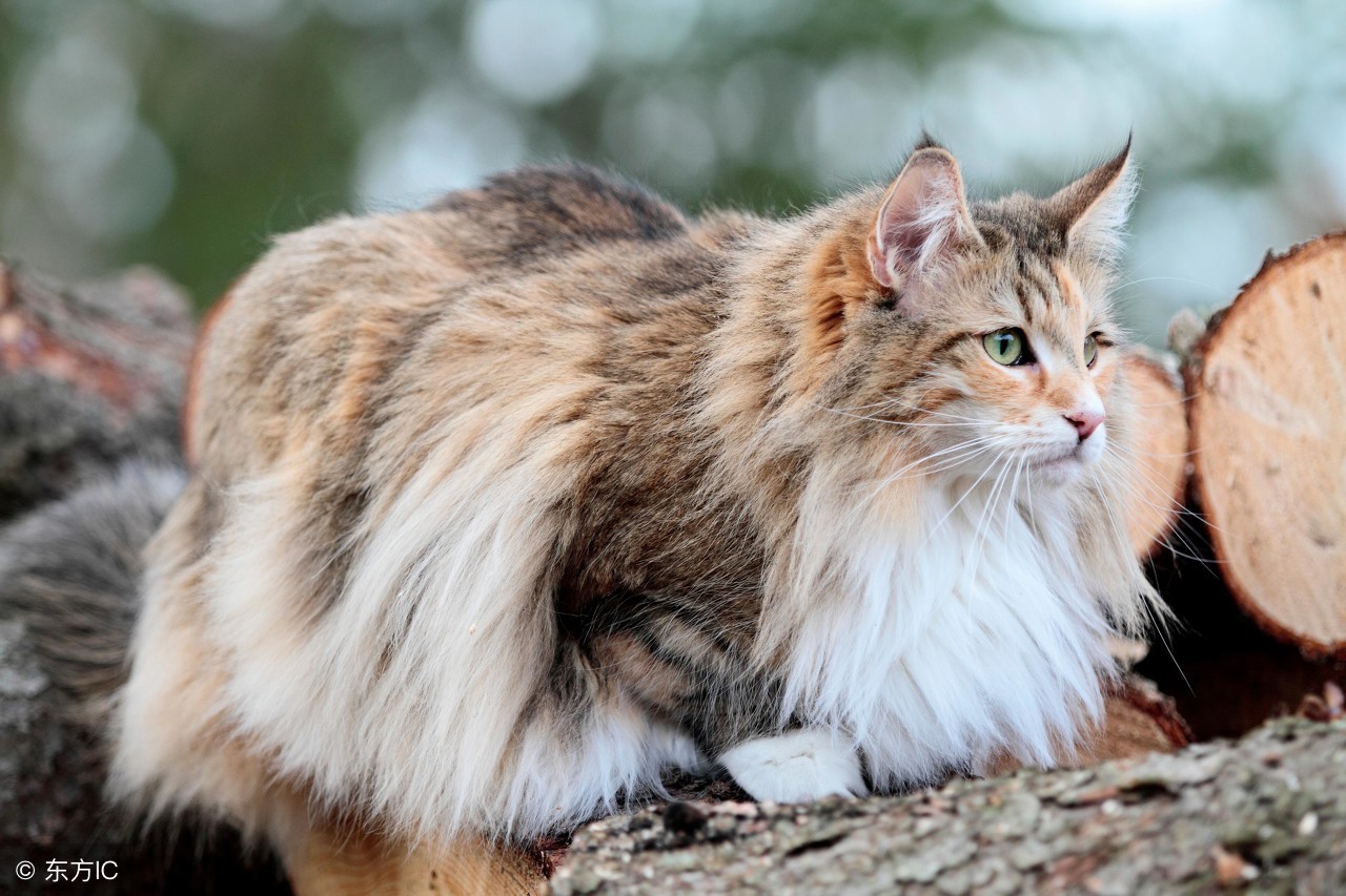 挪威森林猫不喜欢跟别的猫咪亲近,怎么让家里的猫不怕人