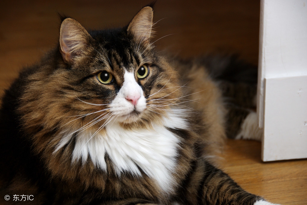 挪威森林猫不喜欢跟别的猫咪亲近,怎么让家里的猫不怕人