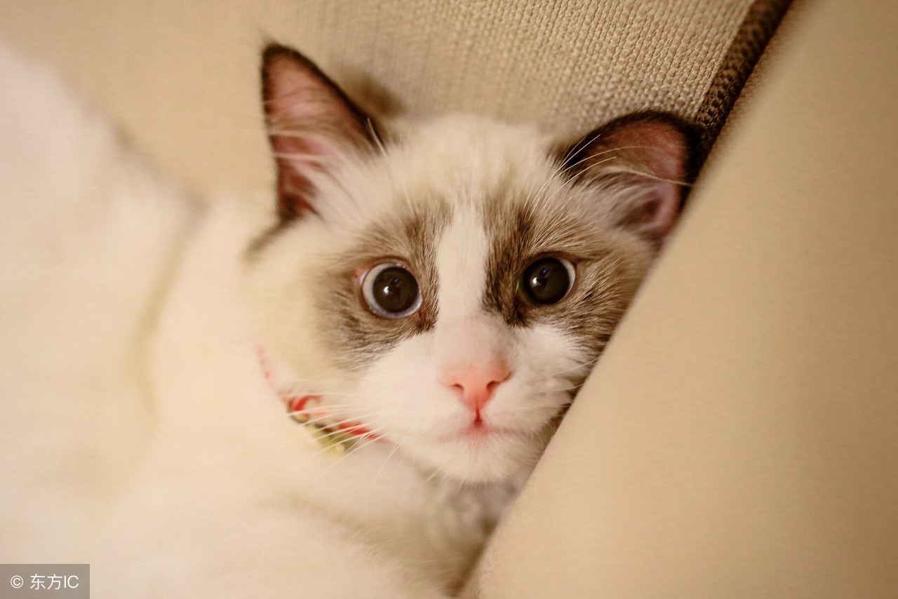 布偶猫怎么判断多大了,布偶猫的三大缺点和优点