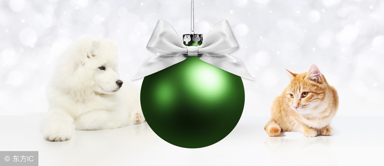 布偶猫怎么判断多大了,布偶猫的三大缺点和优点