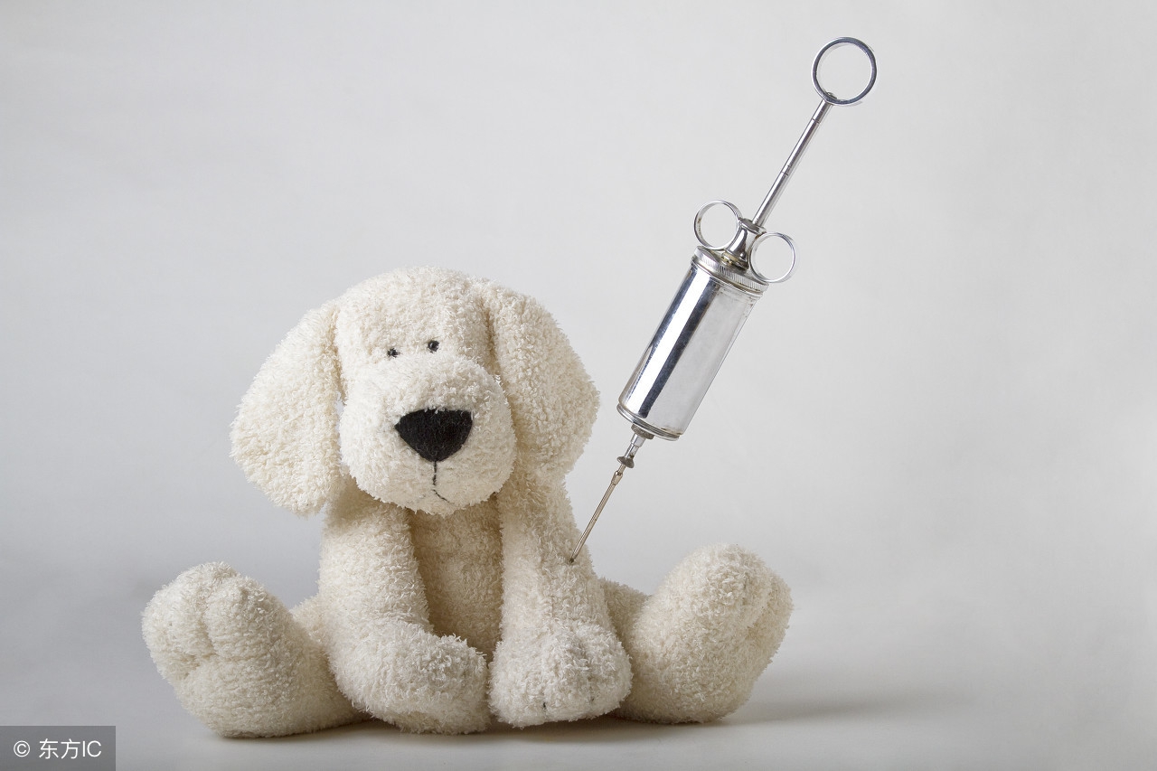 小鹿犬得了狗瘟怎么办,小鹿犬感冒了是什么症状