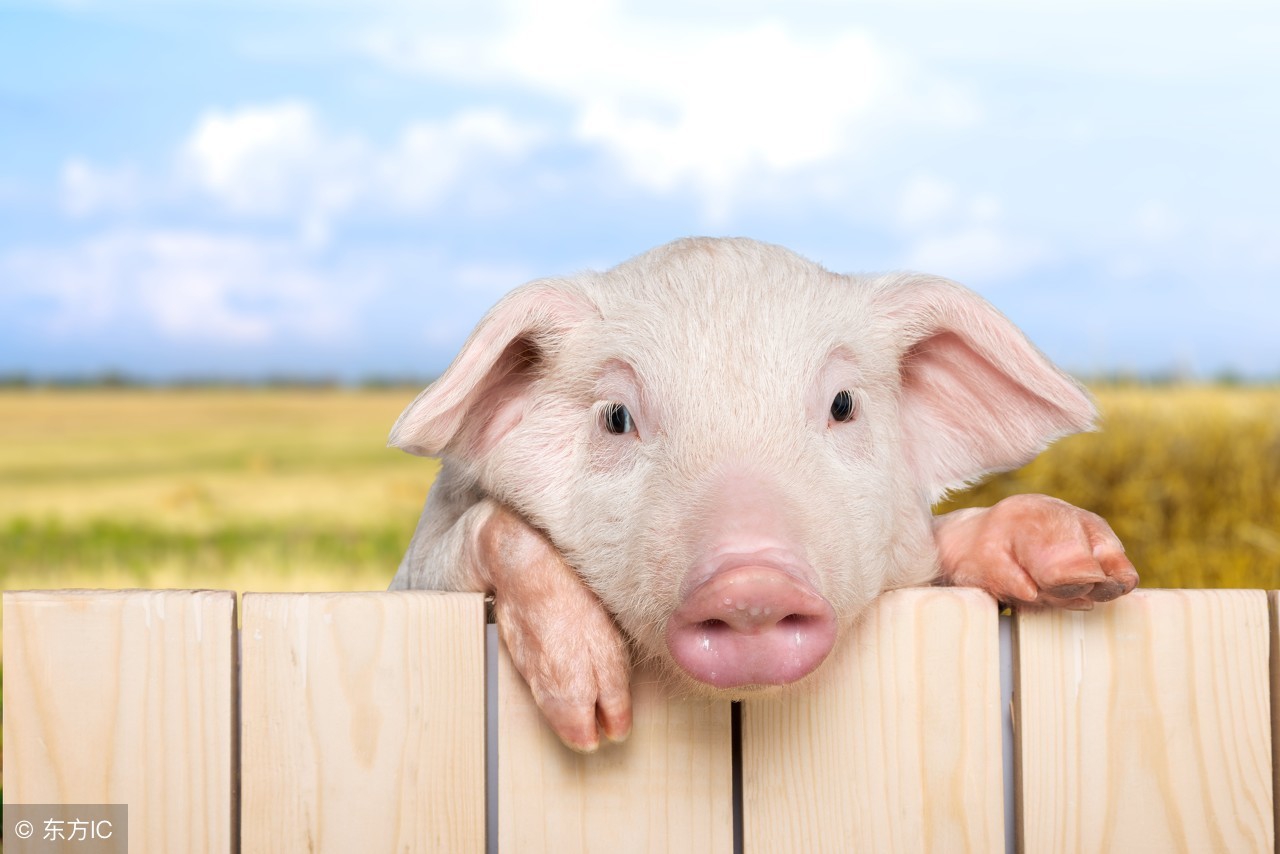 现在猪饲料是用的什么饲料,现在的猪都是喂饲料吗