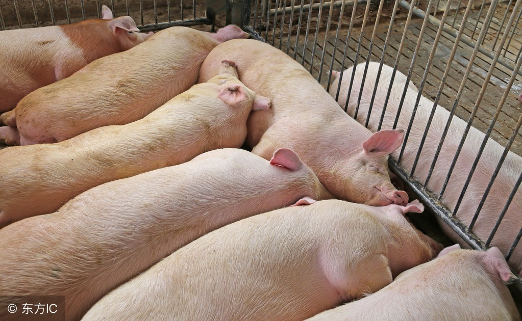 育肥猪为什么反复拉稀该怎么办?