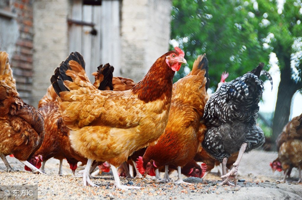 鸡群肠道菌群,鸡群饮水免疫注意啥