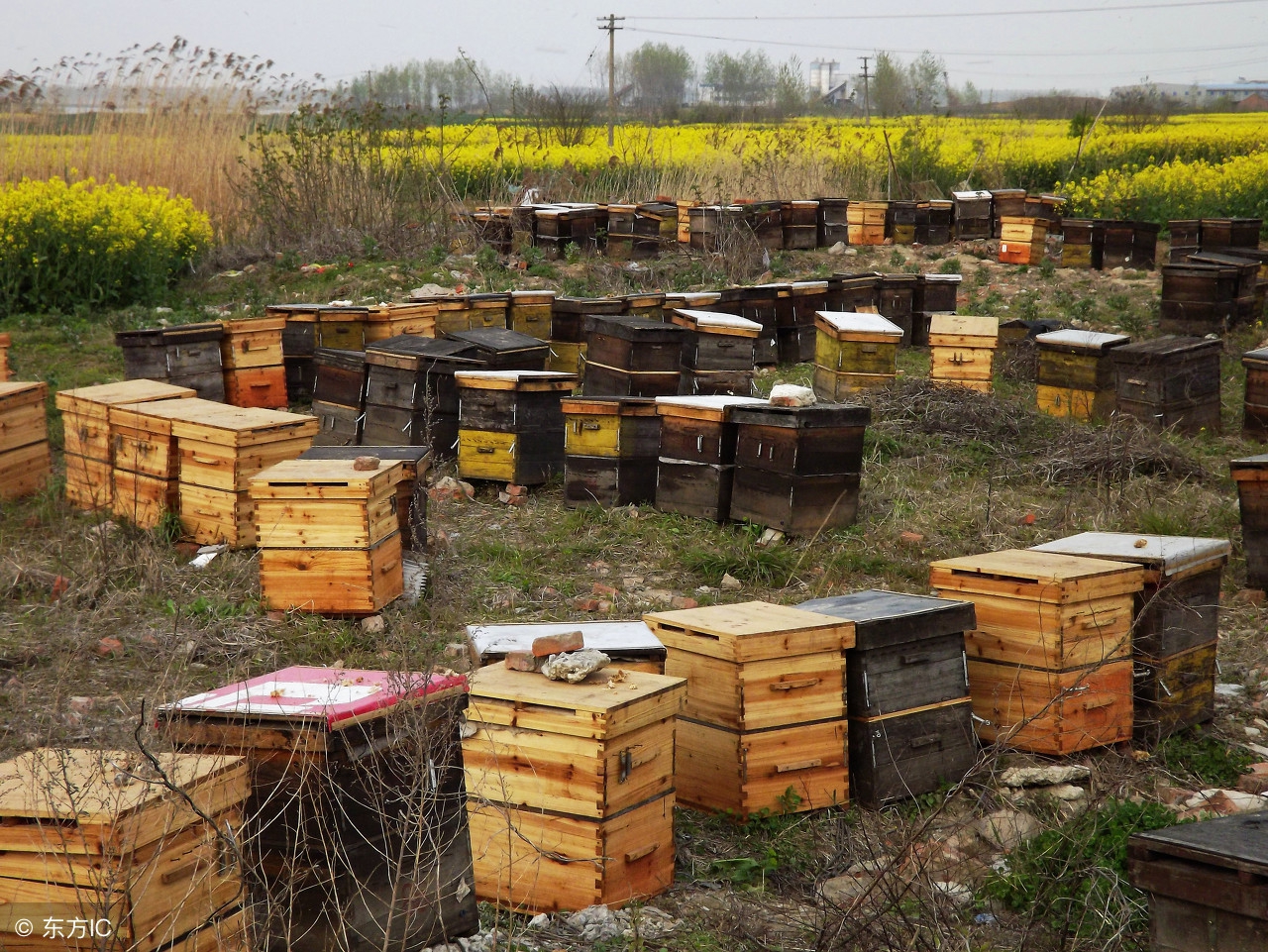 养蜂掌握哪四个时间就能养好蜂,中蜂与意蜂的区别圆桶养蜂