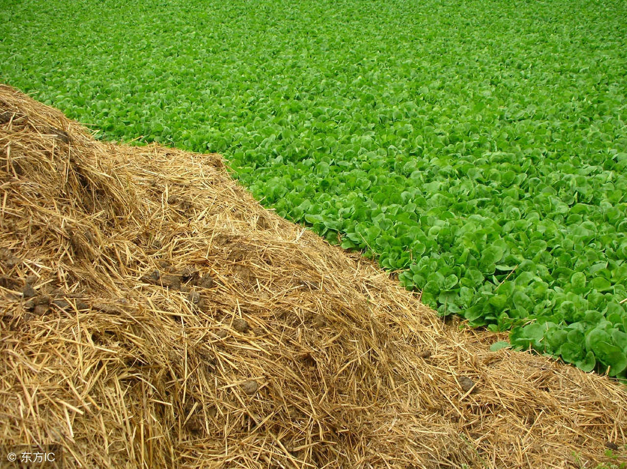 土传病害严重用生石灰就能搞定,土传病害用什么药处理
