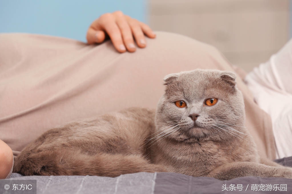 母猫是否怀孕了,母猫怀孕了会知道吗