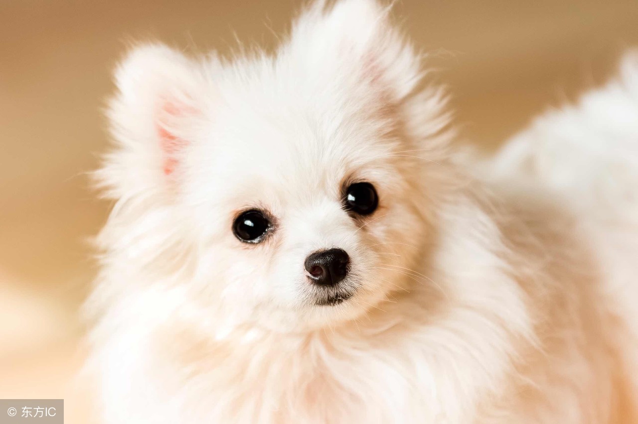 博美犬呕吐是怎么回事,博美犬呕吐皮肤红