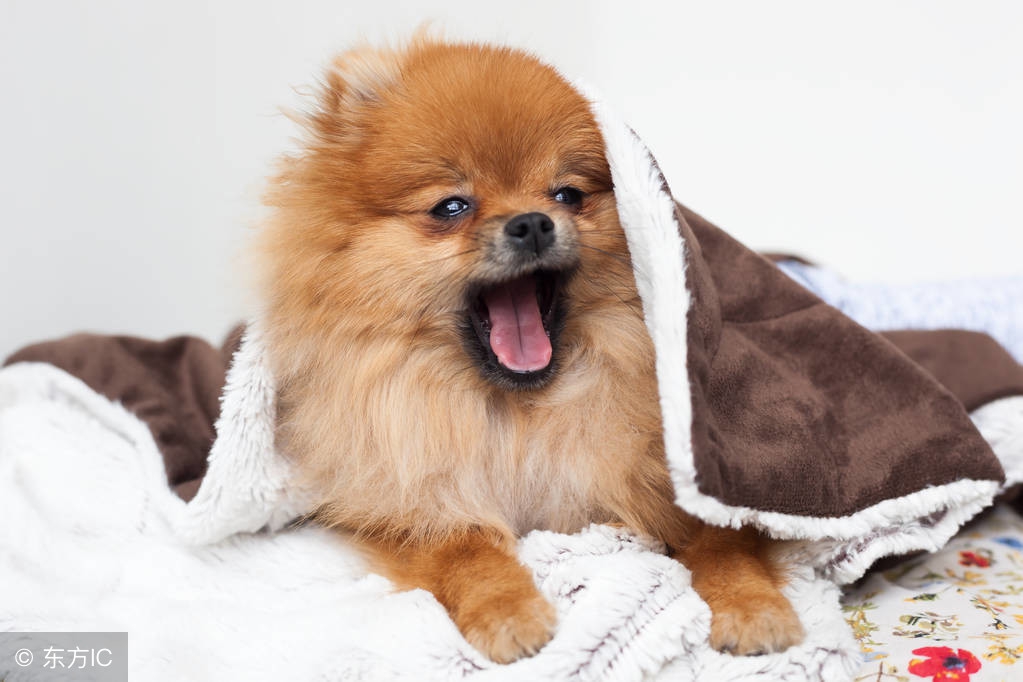 博美犬呕吐是怎么回事,博美犬呕吐皮肤红