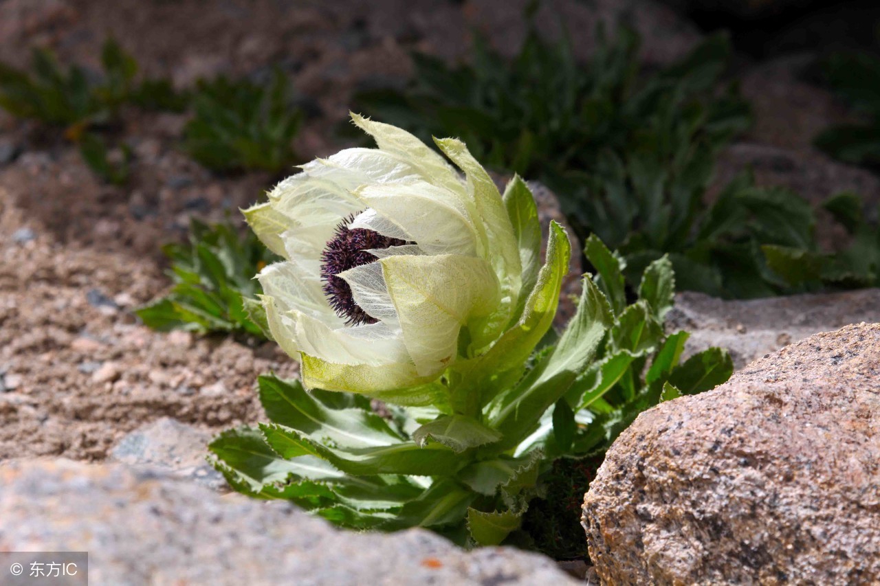 天山雪莲是哪里的特产,疆之味天山雪莲养生鸡汤火锅