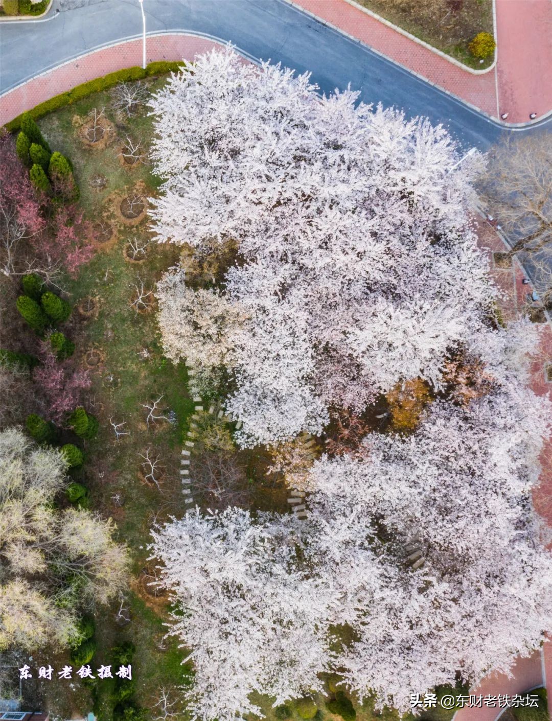 网红美景,网红一棵树樱花园