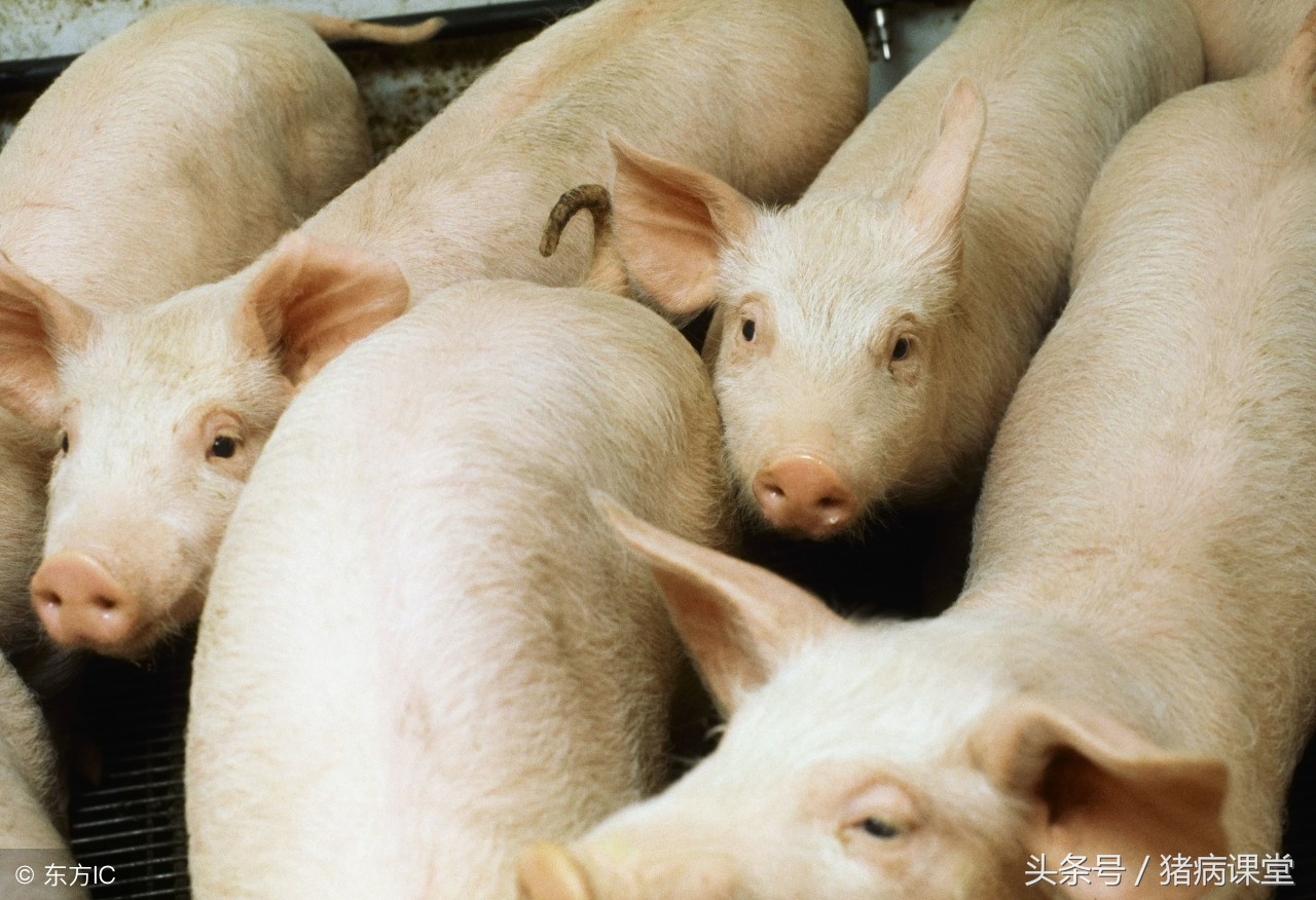 口蹄疫过敏打什么针,羊口蹄疫疫苗过敏症状