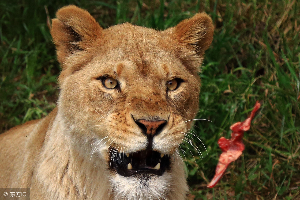 11则寓言故事，小故事中大道理，收藏起来讲给孩子听，受益一辈子