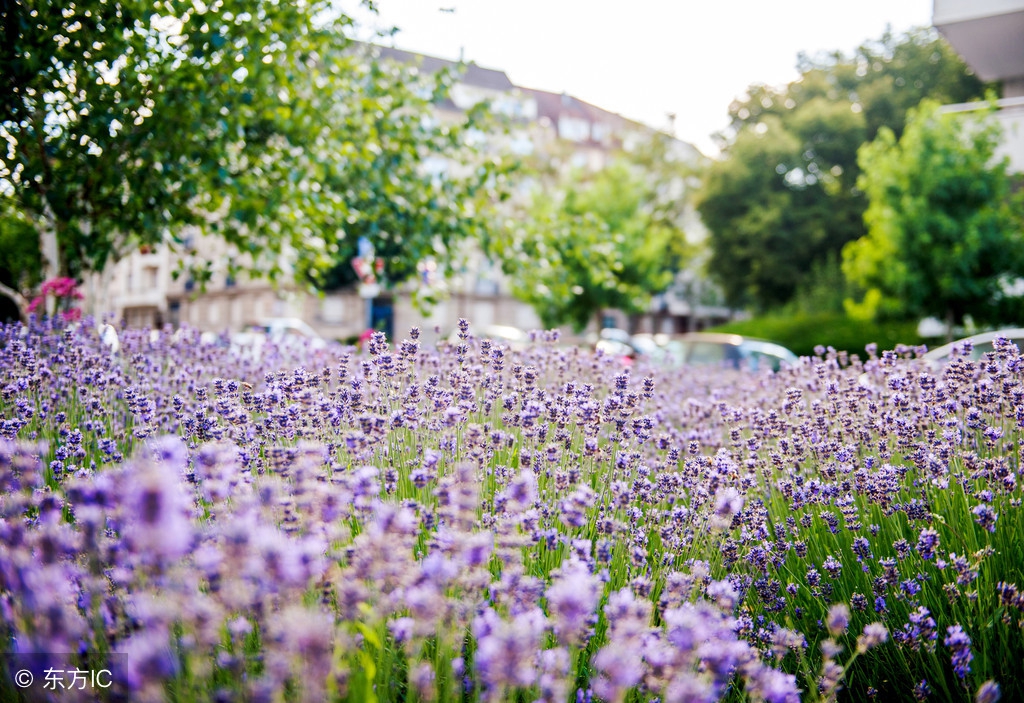怀柔薰衣草庄园游玩攻略,怀柔薰衣草庄园