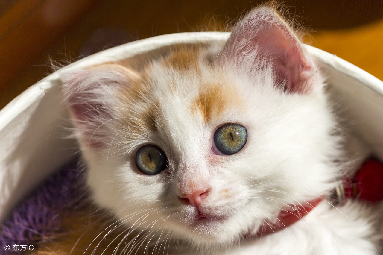 鐚挭鍚冮キ涓轰粈涔堜細骞插憰,鐚挭鍙嶈儍鍚愭槸鎬庝箞鍥炰簨