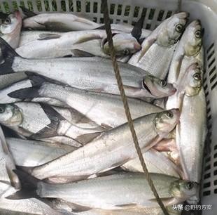 泥鳅党钓鱼有多大危害,钓鱼遇到泥鳅党有什么影响