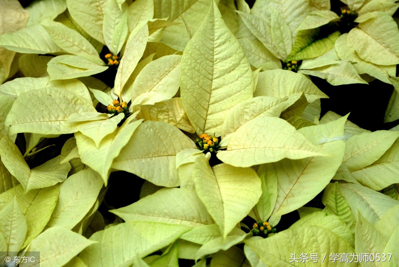 三年级上册语文期末试卷分析,三年级上册期末试卷全套打印