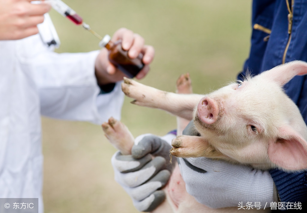 猪场管理十大绝招,猪场管理思路和方法