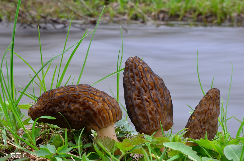 种羊肚菌真的很赚钱吗,种羊肚菌一亩利润多少钱