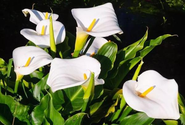 盆栽马蹄莲怎么养才能开花,马蹄莲怎么养可以快速开花