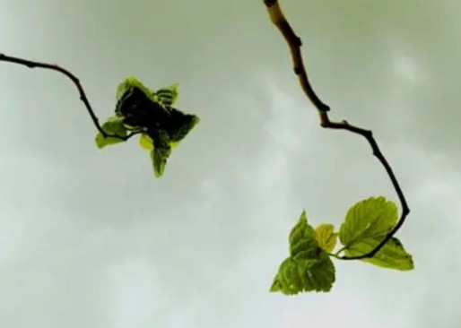 蚕宝宝的食物在哪里,蚕宝宝的食粮简笔画