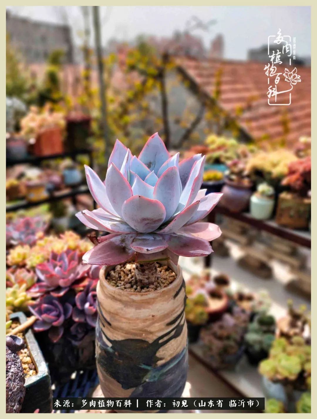 和多肉植物相伴,和多肉相处的心情