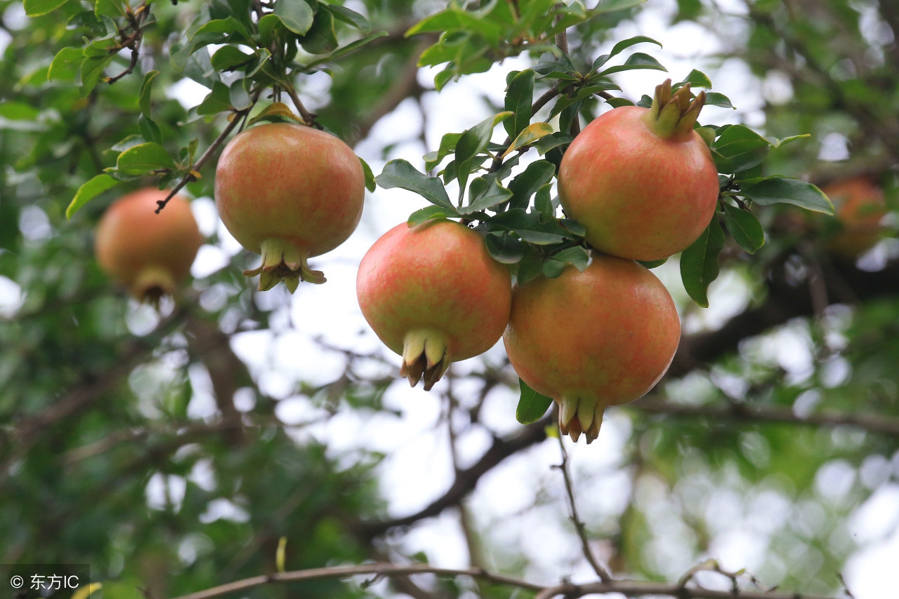 县令出对子被恶霸知道了,县令郑板桥对联