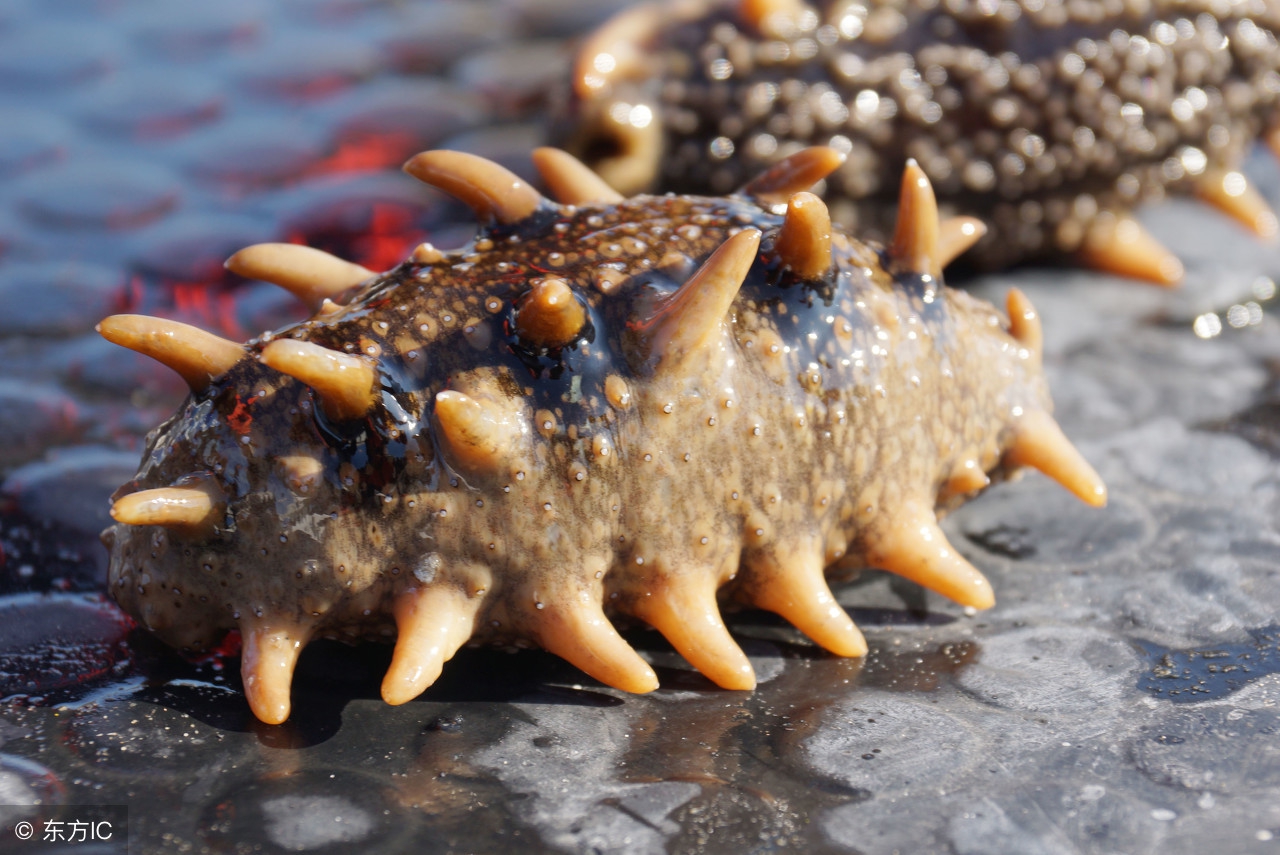 长期坚持吃海参有什么好处，很多人进补的误区，中断等于白吃了